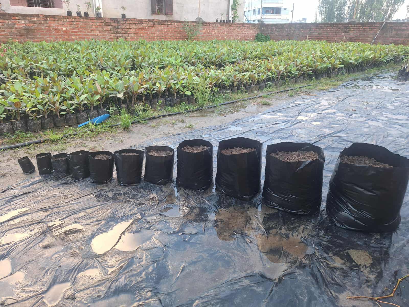 নার্সারি কালো পলি (১ কজি)